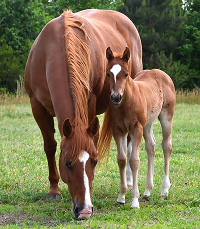Mare Care