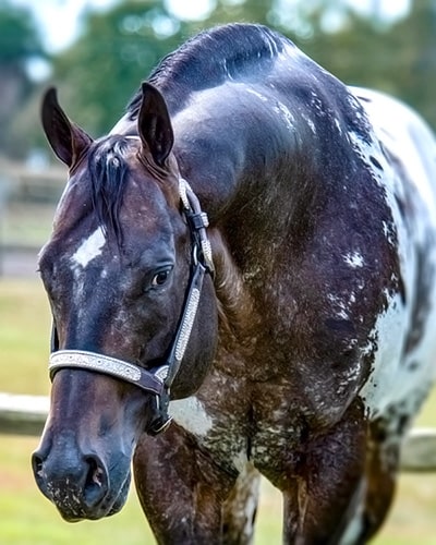 Sparklin Magnum